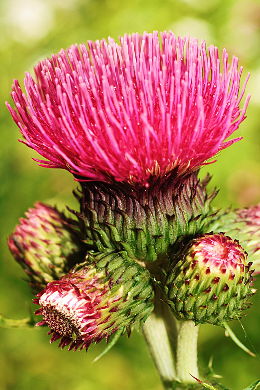 thistle