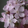 wild phlox