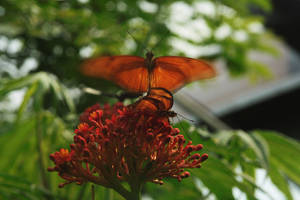 butterfly love