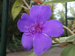 Tibouchina urvilleana by marob0501