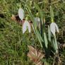 snowdrops in warm sunlight