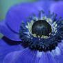 Anemone 2