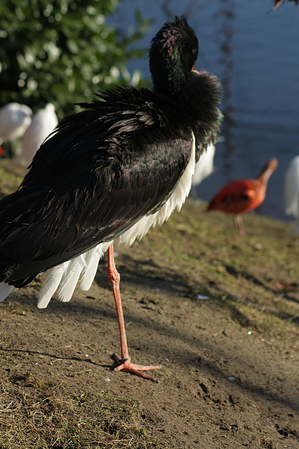 this is the hiding bird