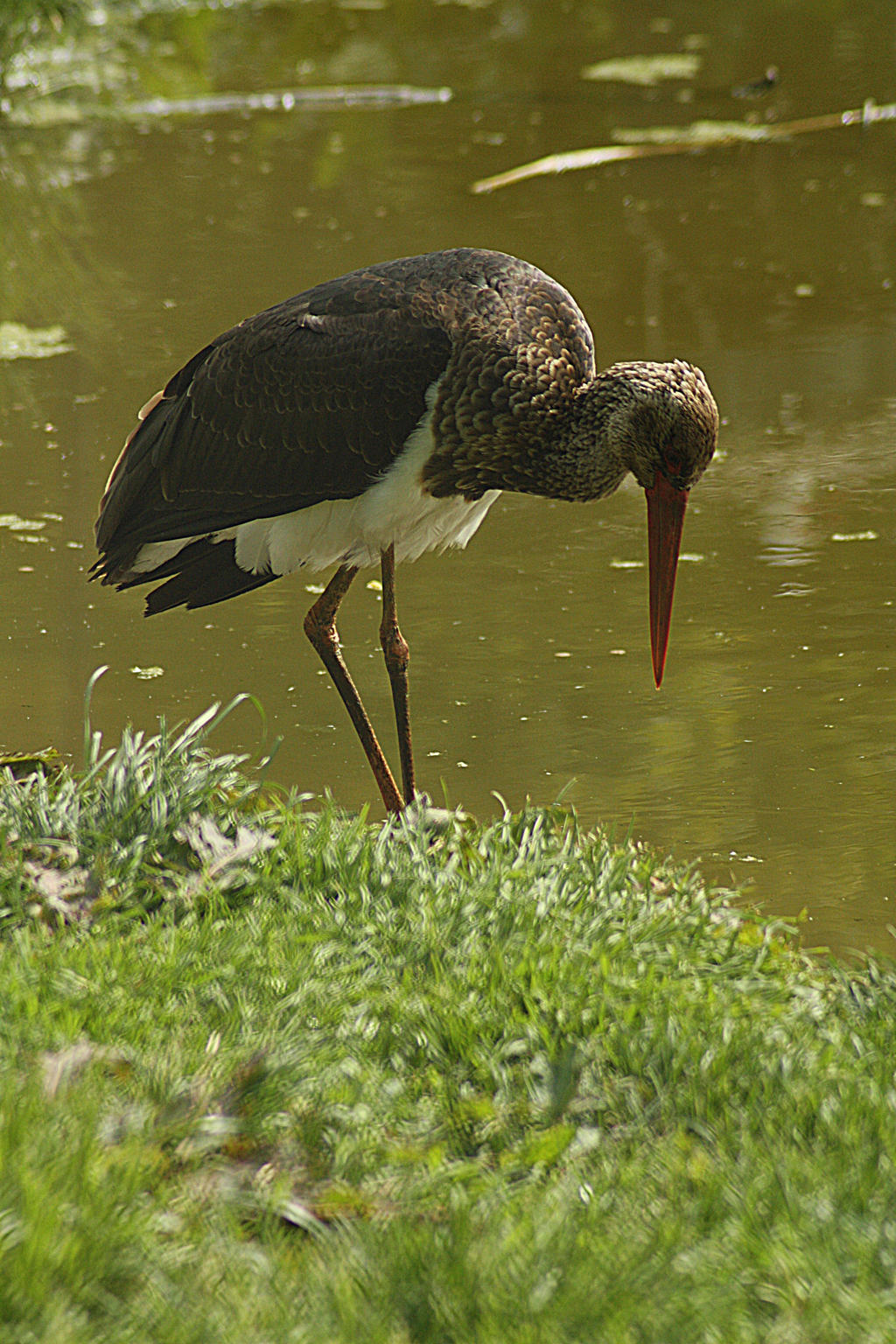 black storch