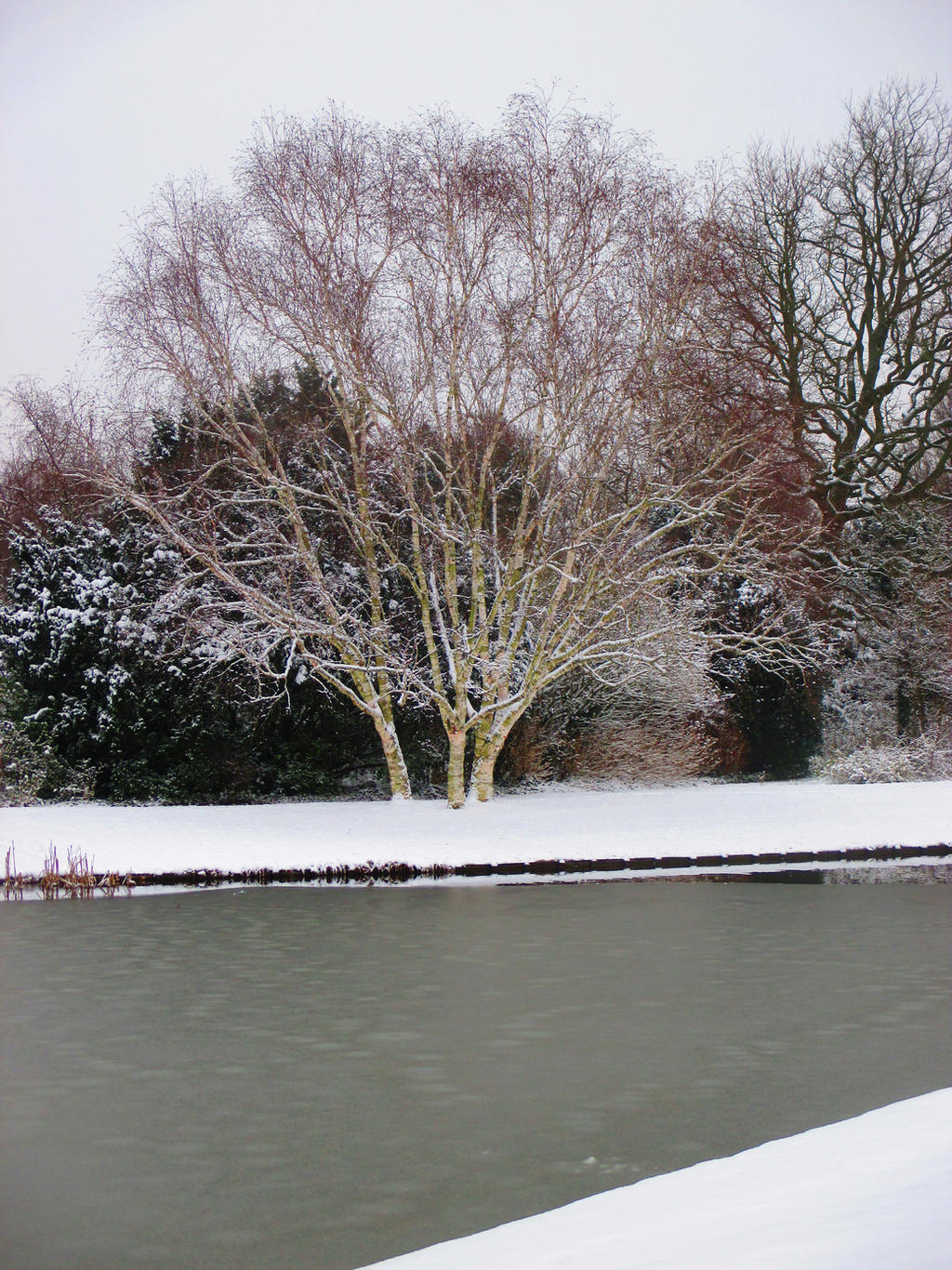 birch in snow