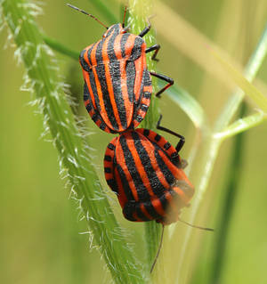 mating