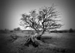 Gray Day On The Moors by Uk-snapshots