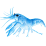 Mr. Crayfish