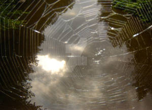 Spider Web on the bridge