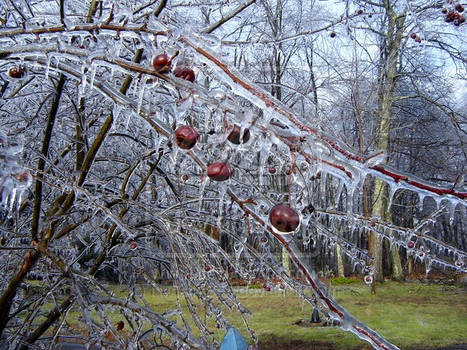 Frozen Crab apple tree '08'