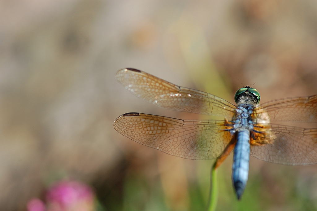 Dragonfly