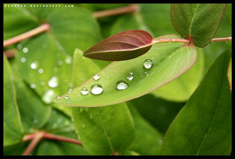 SoFtLy rAiN