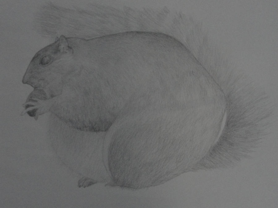 Squirrel Deviantart Squirrel by Sensesfargone on DeviantArt