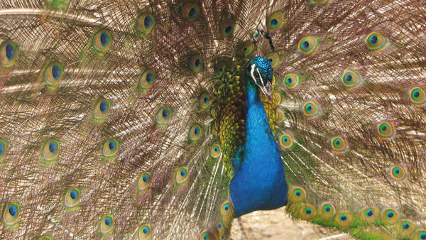 Peacock