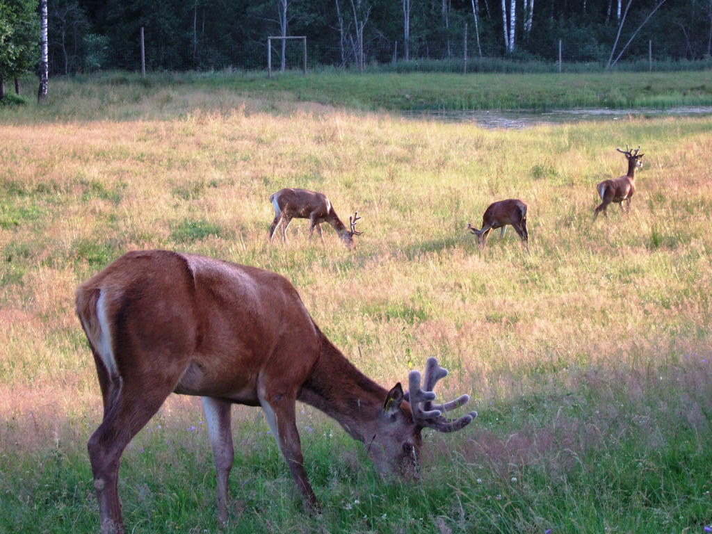 Red deer in sunlight