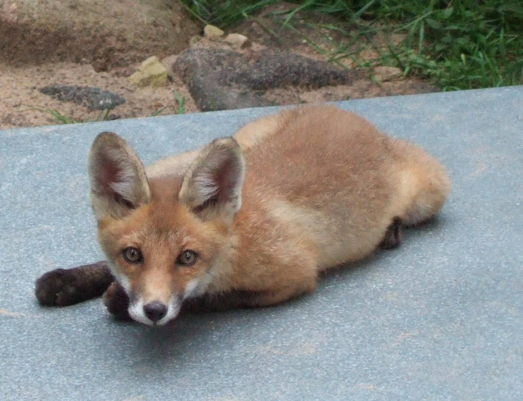 Baby Fox