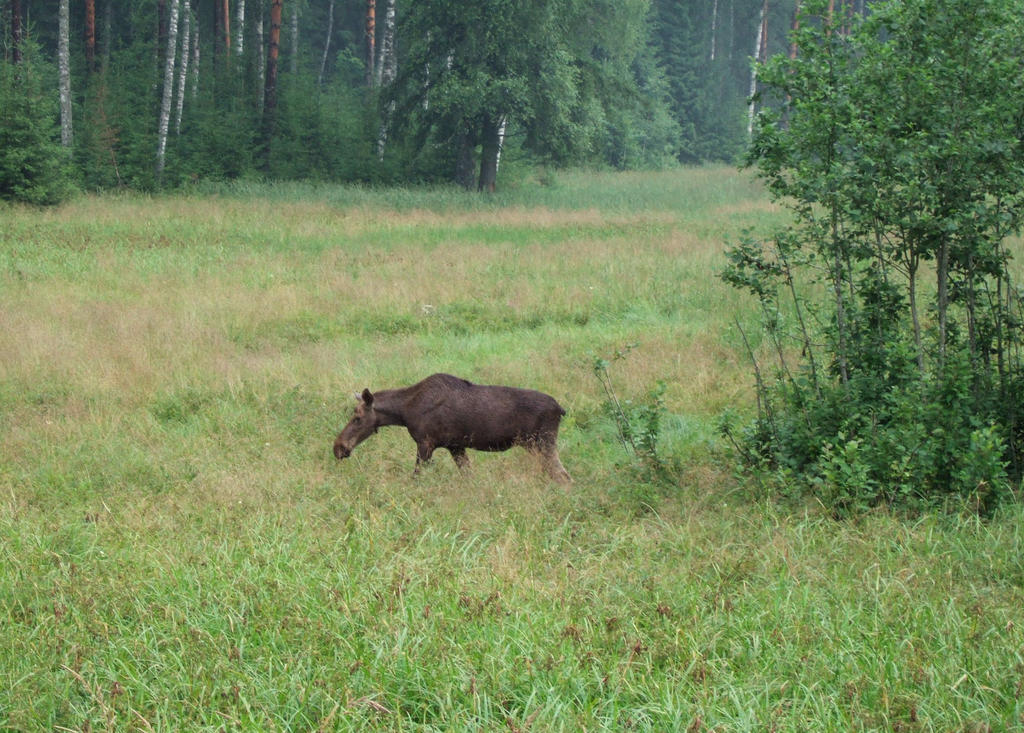 Moose in the meadows