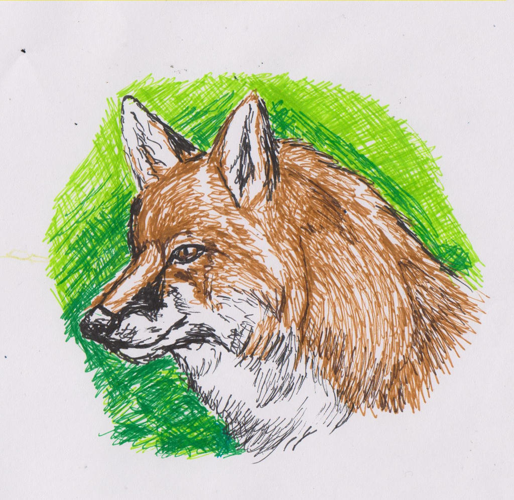 Fox in the green