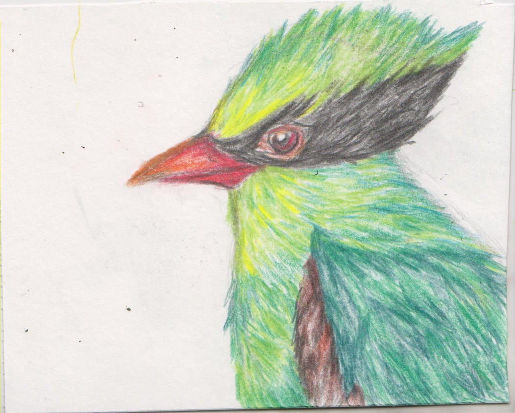 Green Magpie Postcard