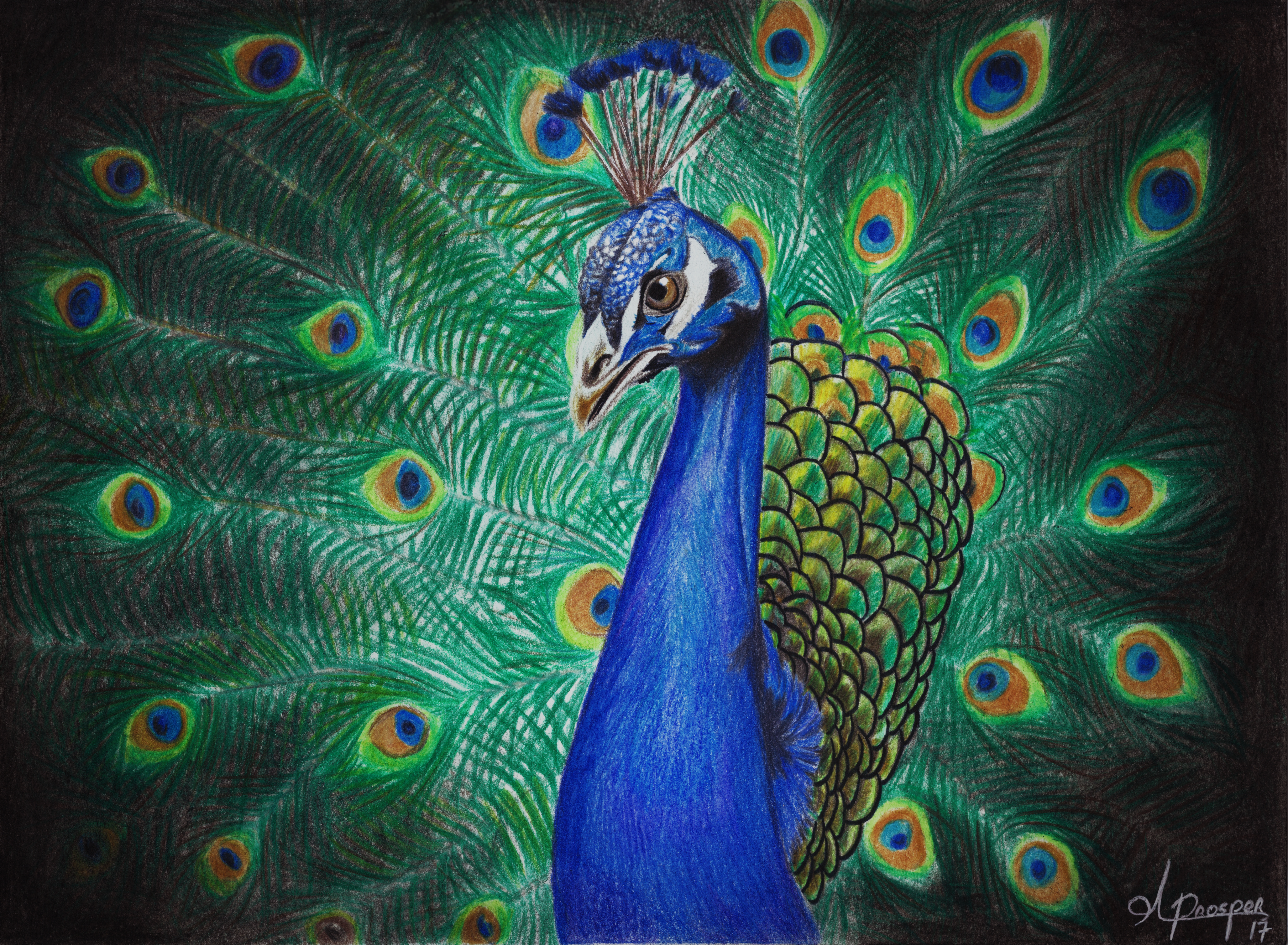 Peacock