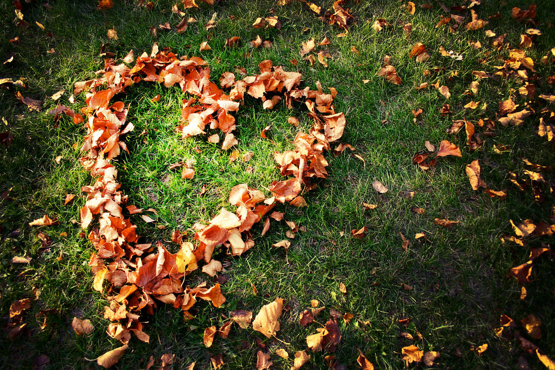 Вдруг среди листвы. Сердце из осенних листьев. Сердечко из осенних листьев. Лист в форме сердца. Осенние листья на земле.