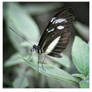 Heliconius Butterfly