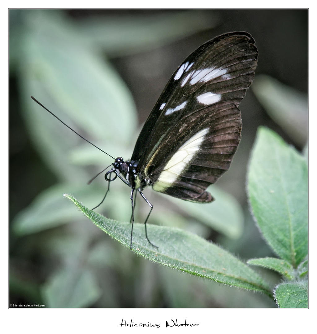 Heliconius Butterfly