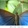 Morpho Peleides