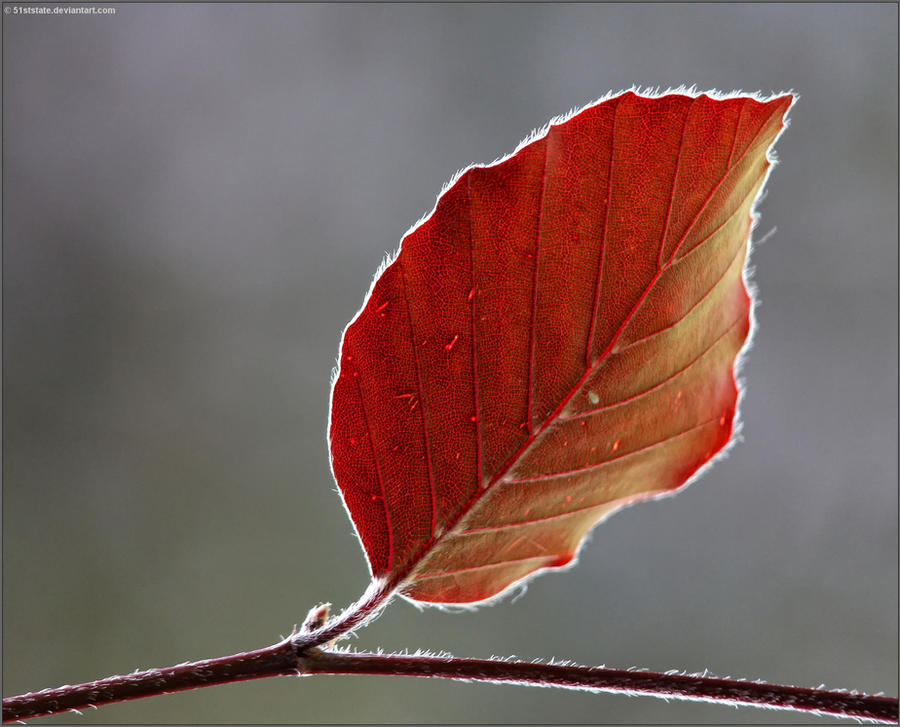 Autumn Impressions