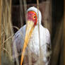 Odense Zoo - Mycteria Ibis