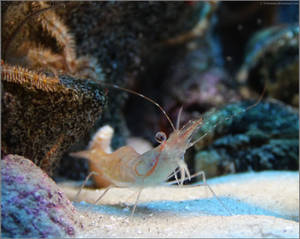 Under the sea - I by 51ststate Under the sea - I by 51ststate