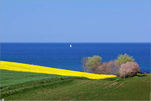 Rapeseed Season