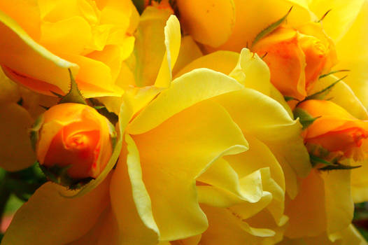 Yellow rose.