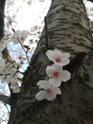 Cherry Blossoms