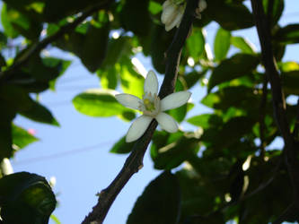 Lemon flower.