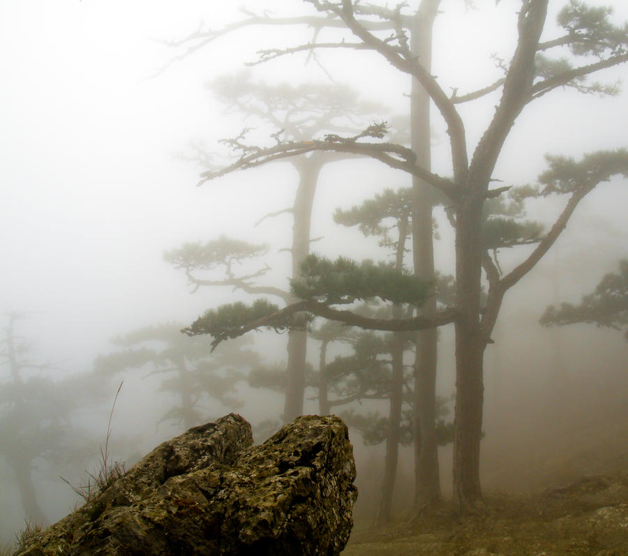 Fog in wood under Ayi-Petri 4