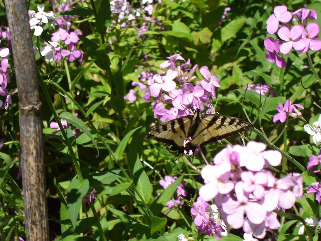 butterfly kissed. by jotothec on DeviantArt