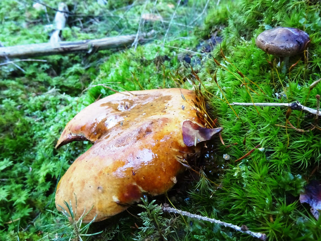 Slimy surface by Emilie-Milie on DeviantArt