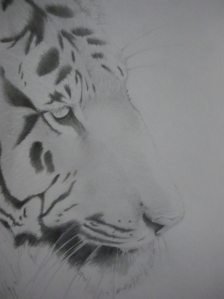 Tiger sketch