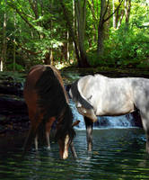 Horses by Waterfall