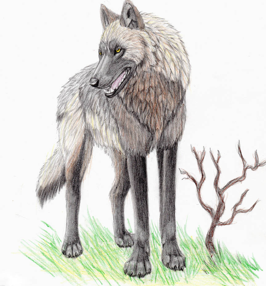 Wolf of a different color II by mysteriouswhitewolf on DeviantArt