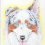 Australian Shepherd Dog