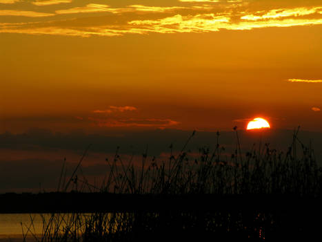 Sunset Reeds