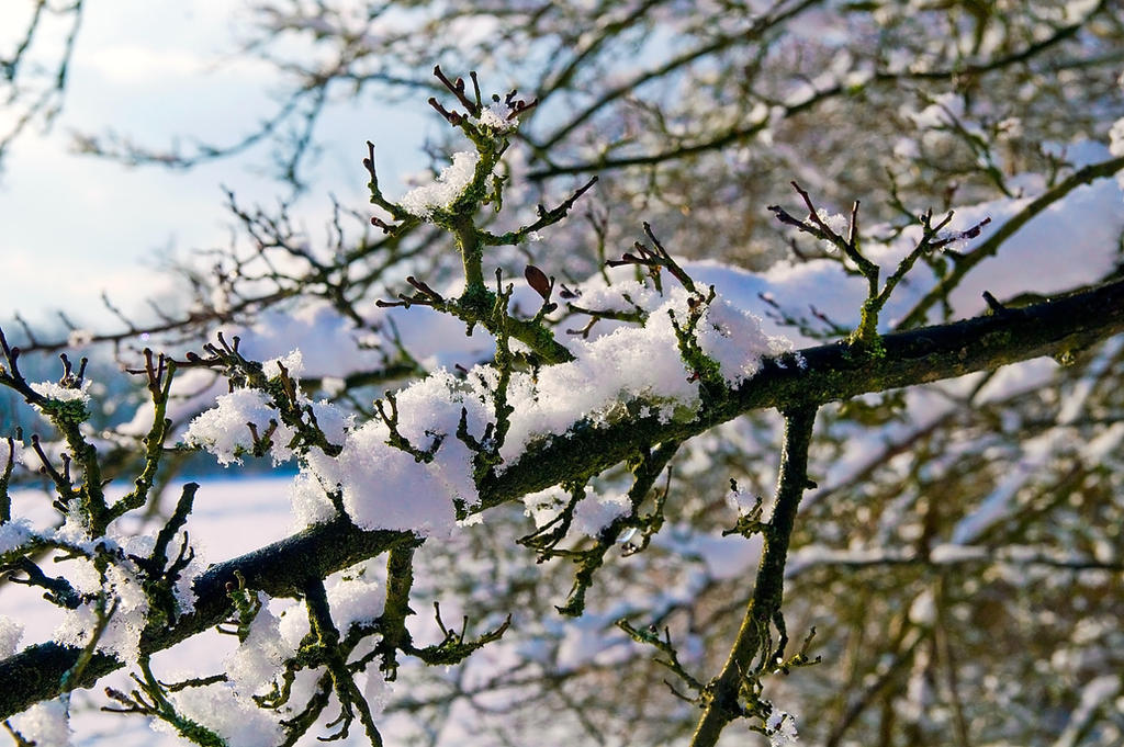 First Snow