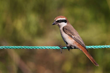 Isabelline Shrike2