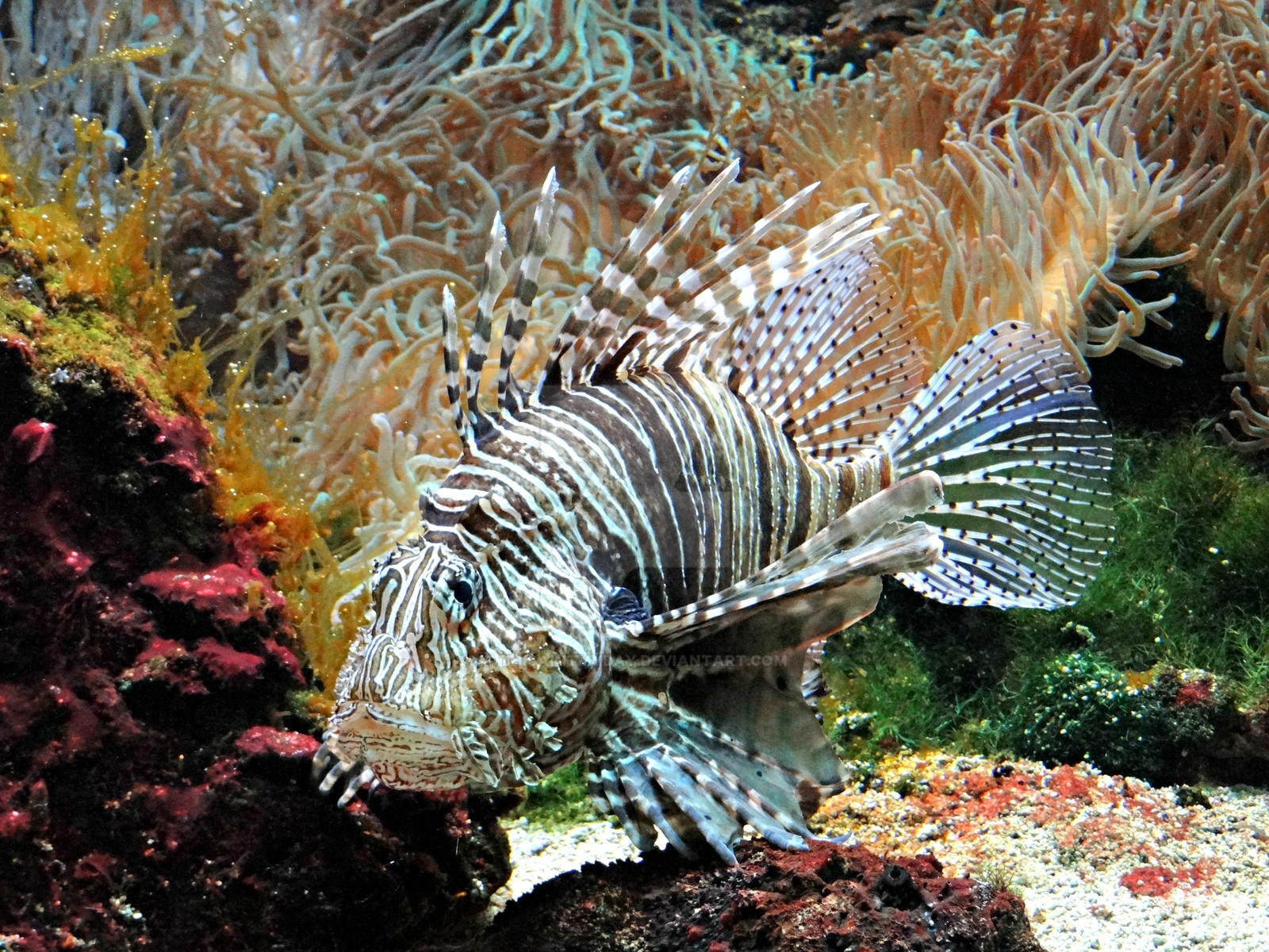 Lion Fish