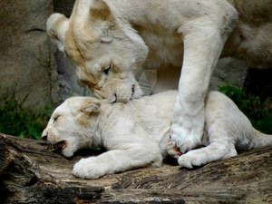 White Lioness and Cub