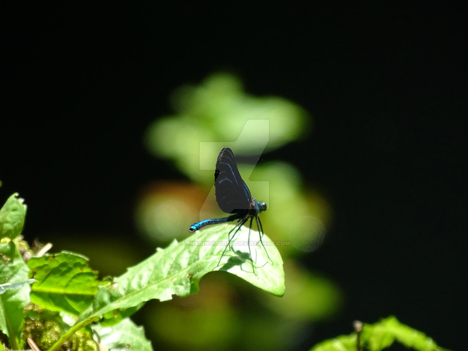 Mini Dragonfly