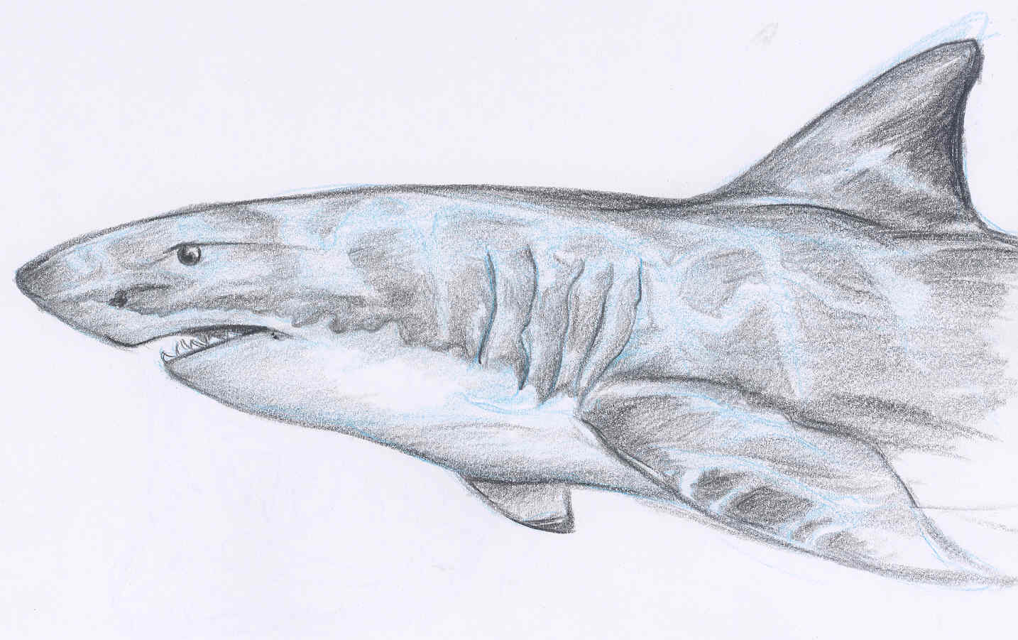 A Shark Sketchie