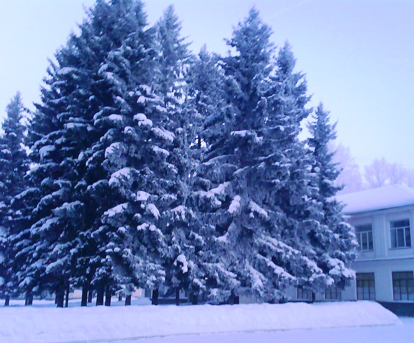 Fir tree in snow